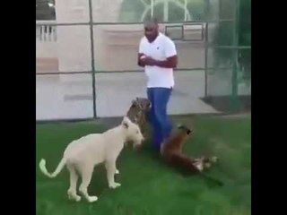 Dubai Peoples Play with Lions