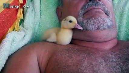 Cute Duckling - A Funny Duck Videos Compilation    NEW HD
