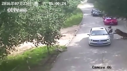 Footage shows Shocking Tiger Attack in Beijing's wildlife park