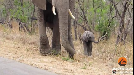 La réaction de cette maman éléphant envers son bébé va vous surprendre !
