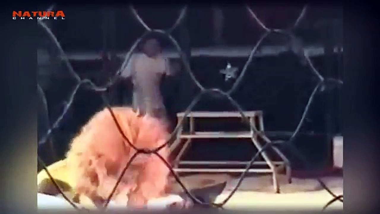 Estos son los fuertes ataques de leones a humanos