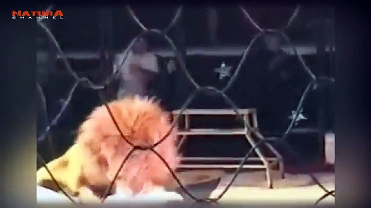 Estos son los fuertes ataques de leones a humanos