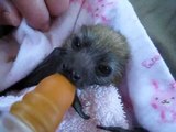 Rescued Flying Fox Is Hungry for Her Bottle of Milk