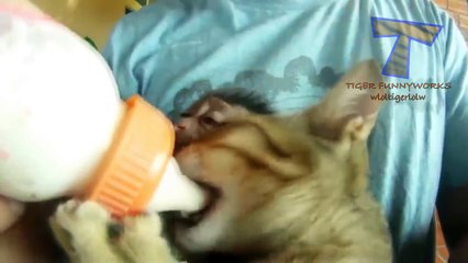 Funny baby animals drinking milk - Cute animal compilation