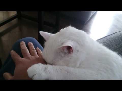 Pushy Cat Demands Endless Petting