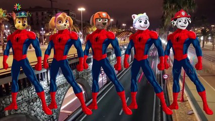 Paw Patrol Spider Man Funny Finger Family Songs | Nursery Rhymes For Kids Lyric | Kan Kids TV