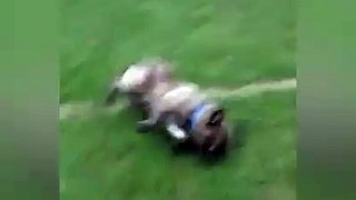 Dog Knows How To Have A Good Time