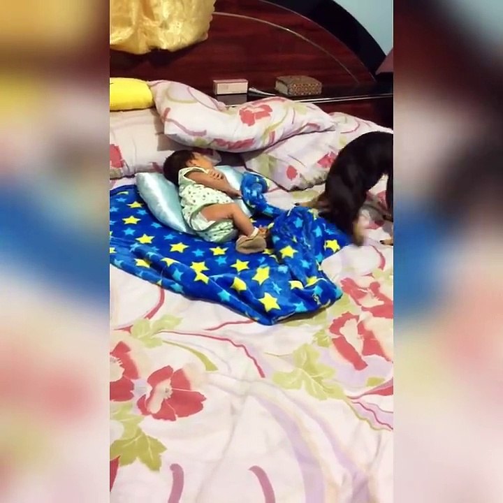 This dog's parenting skills are on point 