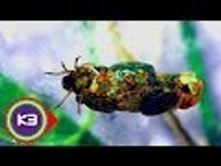 7 Architectural Wonders of the Natural World