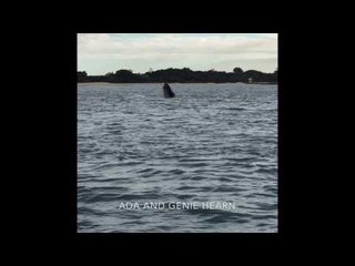 Young Humpback Whale Caught in Shark Net