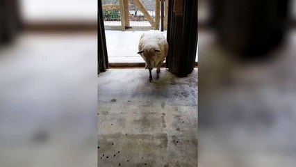Sassy Sheep Has Perfect Response To Woman's Question