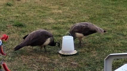 Peahens eating Peanuts