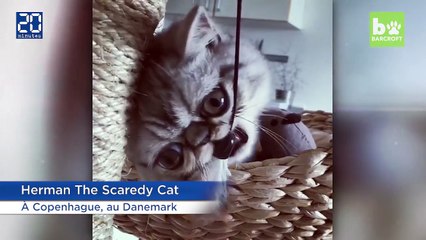 Herman, un chat aux yeux démesurés, est la nouvelle star du Web