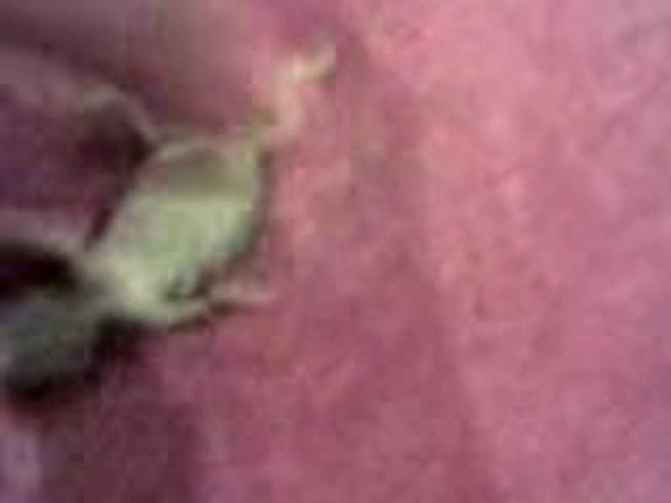 Héhe la ptite bête!