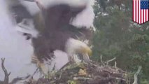 Watch this badass bald eagle swoop into an osprey nest to snatch a chick