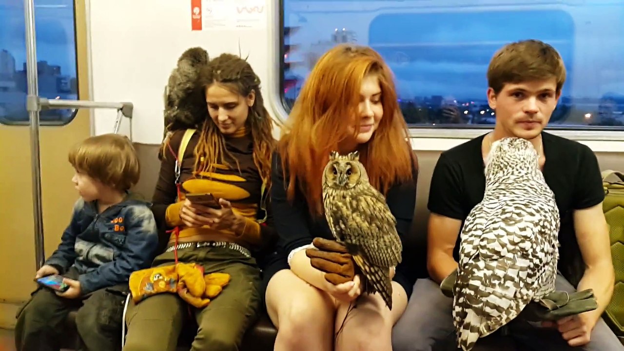 Il se baladent avec leurs chouettes dans le métro... En mode Harry Potter