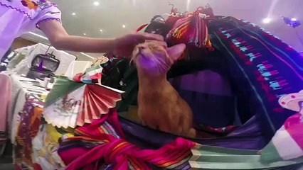 Resumen Expo Gato y Expo Can