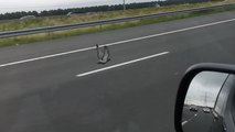 Un pigeon vole à côté des automobilistes sur une autoroute