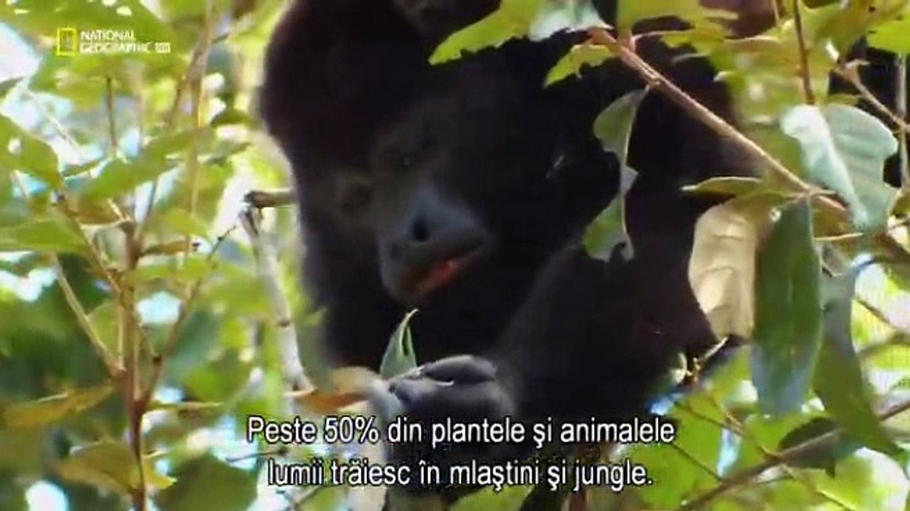 Bio Impact - Jungla