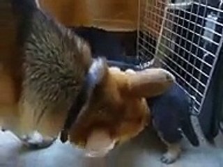 German Shepherd Puppies Playing !