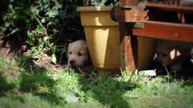 Golden retriever Puppies   Week 7   Very Cute! !