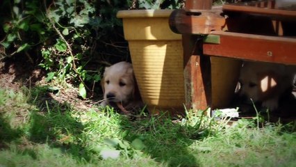 Golden retriever Puppies   Week 7   Very Cute! !