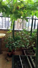 R Madhavan - garden terrace-Trendviralvideos