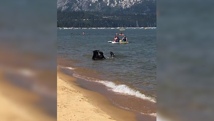 Une famille d'ours à la plage