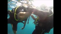 béluga-diving.com : plongée sous marine 29.07.2016