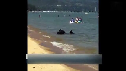 Une famille d'Ours s'offre une baignade a la Mer