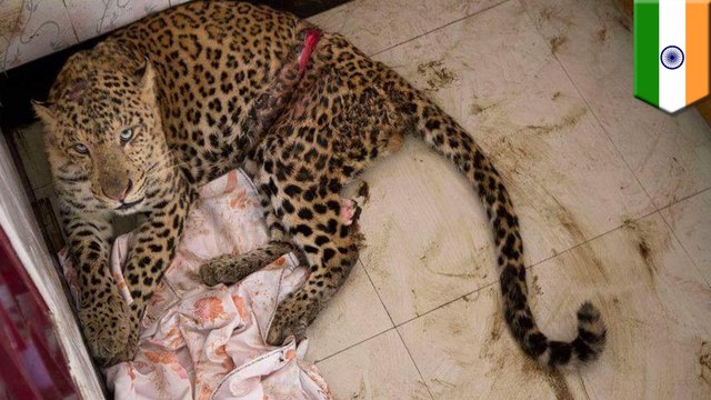 Wildlife up close: Leopard gatecrashes newlywed couple’s honeymoon in India - TomoNews