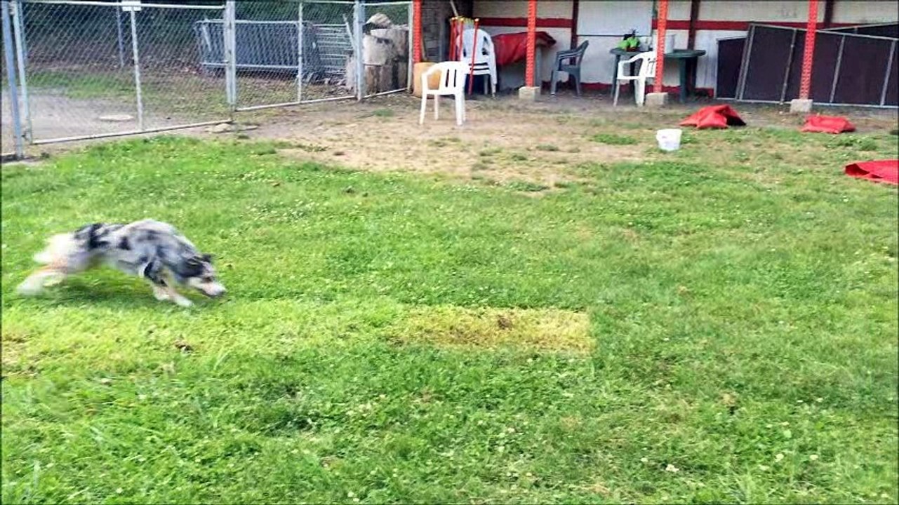 Lilou 14 mois entrainement d'agility du 03/08/2016