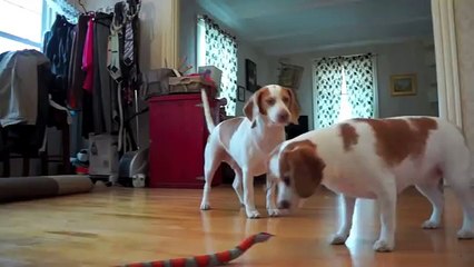 Cagnolino interviene per difendere la sorellina da un serpente giocattolo