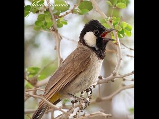 تغريد بلبل جدا جميل