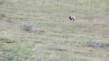 Cet ours s'amuse à rouler en bas de la colline.. Comme un foufou