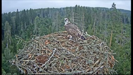 Estonian Osprey 8 5 16 Ivar flew off nest with partial eaten fish, Irma came back looked surprised