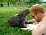 Ce mignon wombat vient réclamer des câlins à un mec !
