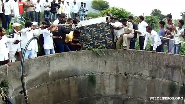 Sauvetage d'un léopard tombé dans un puits