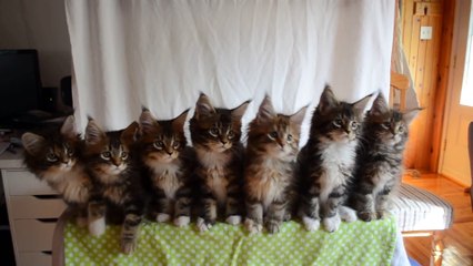 Une portée de 7 chatons à la synchronisation parfaite