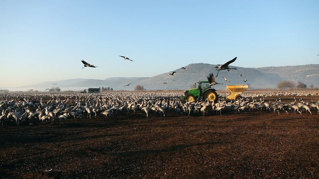 World of Wildlife - wild Cranes birds at Agamon Hula valley Nature Reserve, Israel