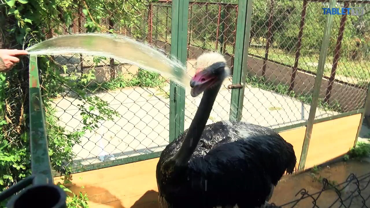 RETRO: Z malého zverinca veľká bratislavská zoo 