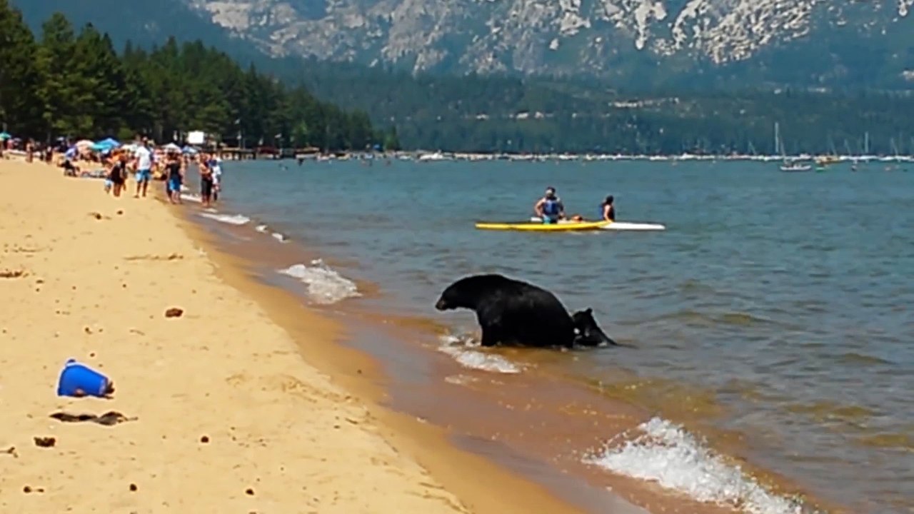 Californie : une maman ours se baigne avec ses petits à la plage