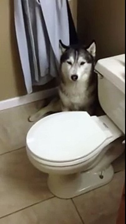 Ce pauvre chien n'aime pas les bains