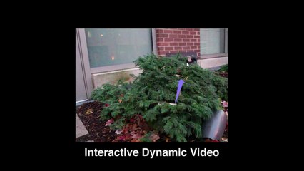 Interactive Dynamic Video - MIT