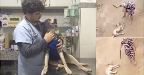Cão espancado à paulada por idosa não quer nada além justiça... e amor!