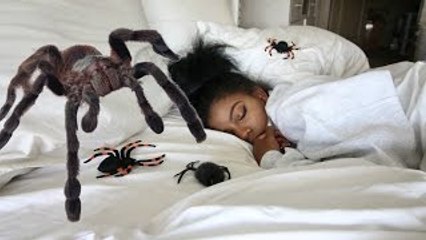 EXTREME SPIDER PRANK