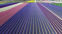 183_Dutch-flower-fields-near-Keukenhof,-The-Netherlands-drone-footage_D【空撮ドローン】_drone
