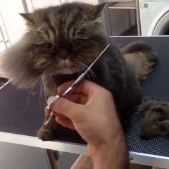 Hair cuting of cat