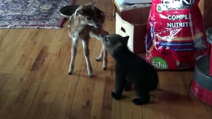 Un ourson et un faon font copain copain