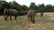 04 August 2016. Udawalawe National Park, Sri Lanka.  Safari. (Part 4 of 4).